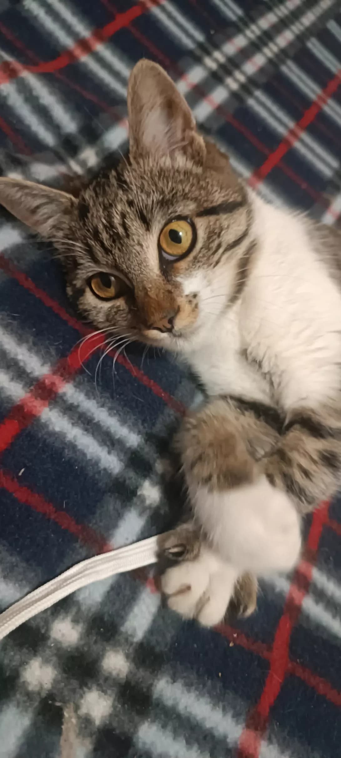 Mala (Мала), female puppy Mixed Breed for adoption at Happy Paw Volyn Oblast