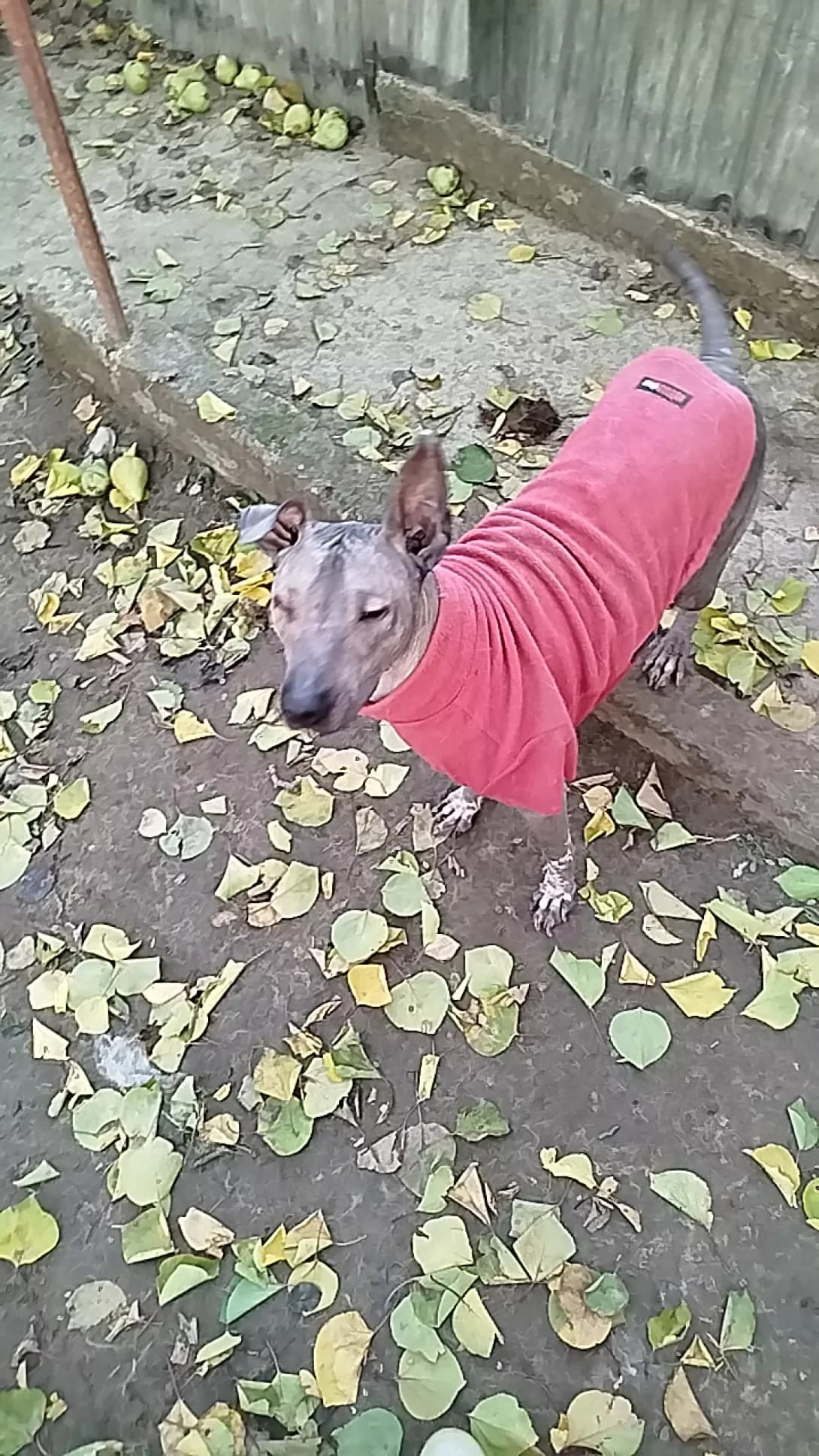 Lysenko (Лысенко), Mixed Breed (Happy Paw Mykolaiv Oblast)
