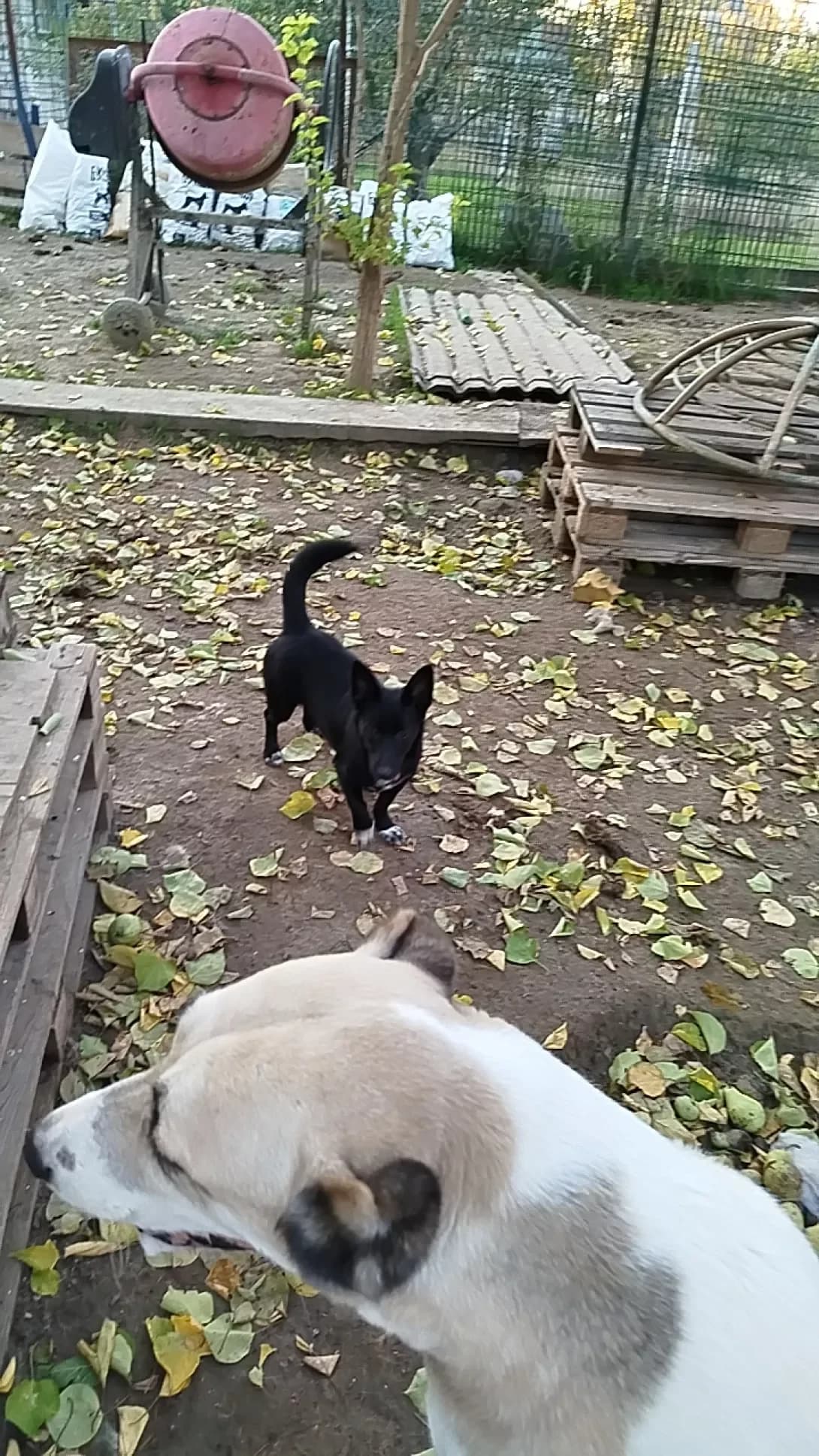Mikhayil (Михаїл), Mixed Breed (Happy Paw Mykolaiv Oblast)