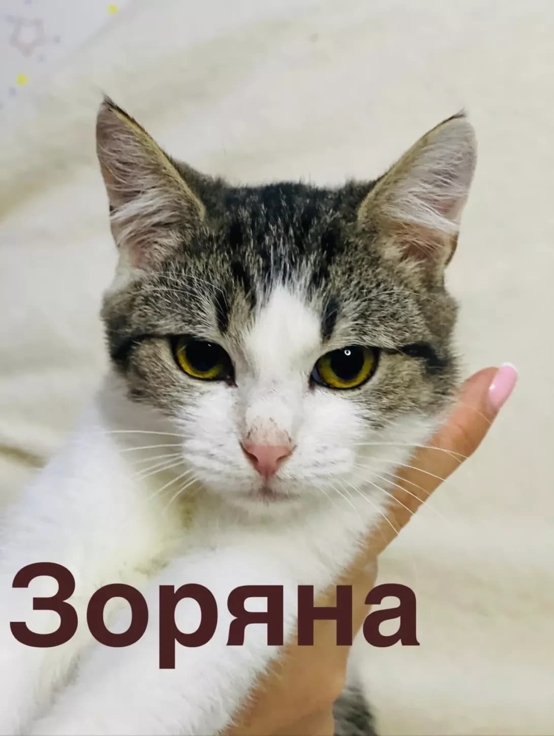 Zoryana (Зоряна), Mixed Breed (Happy Paw Kyiv)