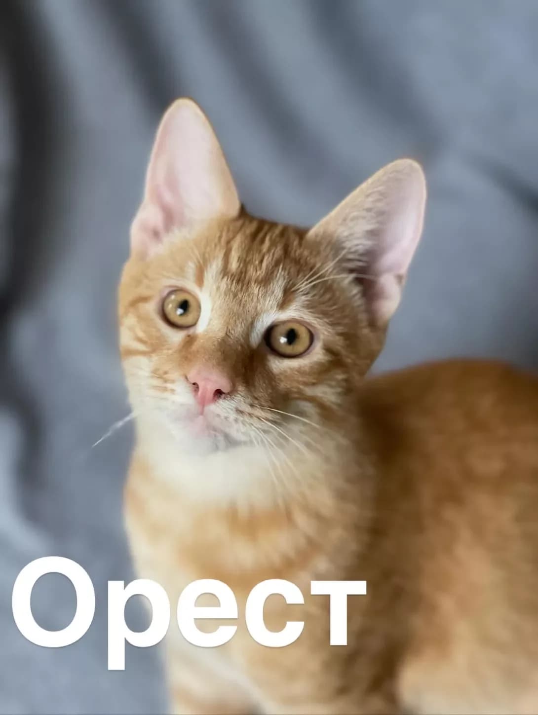 Orest (Орест), male puppy Mixed Breed for adoption at Happy Paw Kyiv