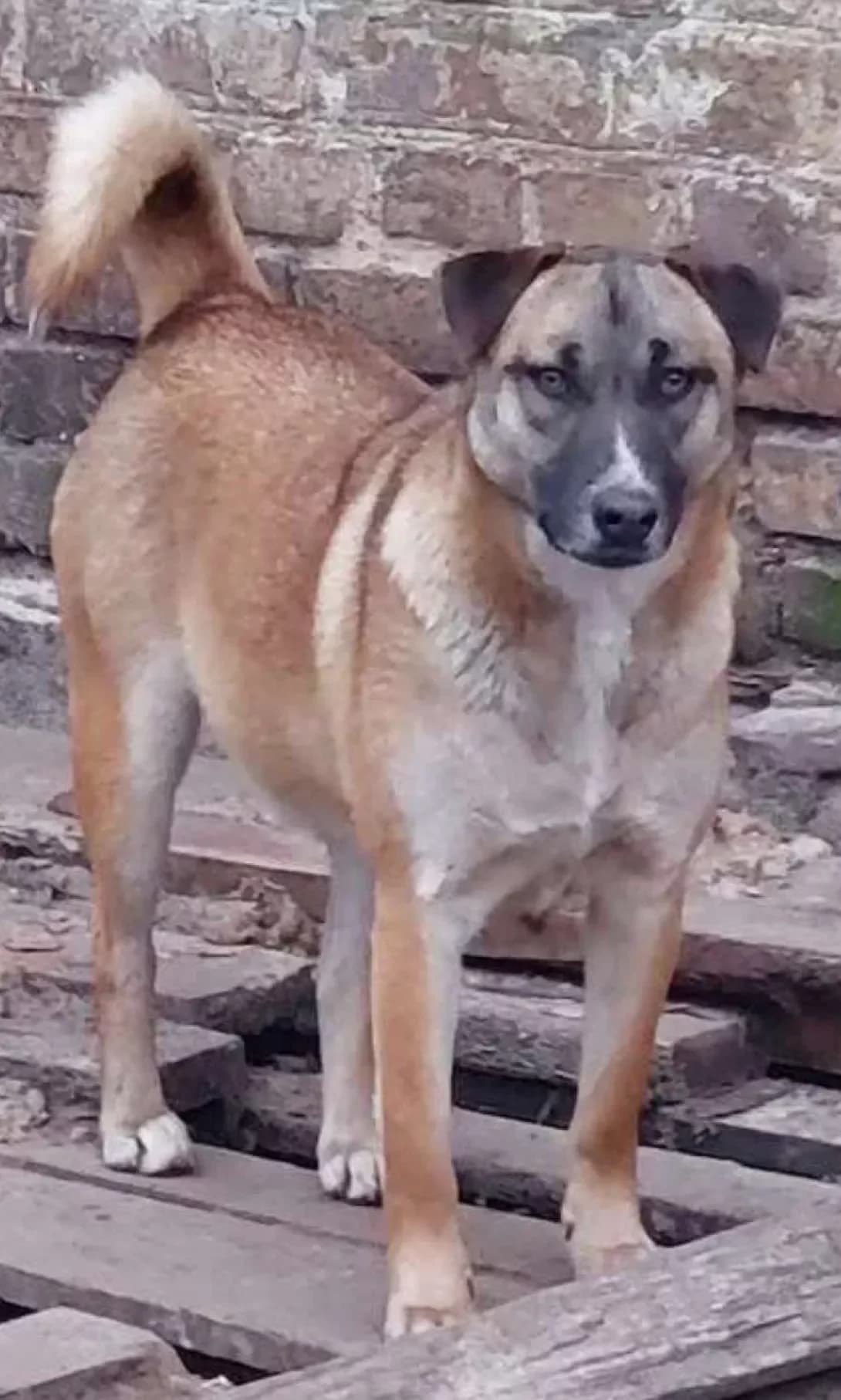 Margarita (Маргарита), female 3yo Mixed Breed for adoption at Happy Paw Poltava