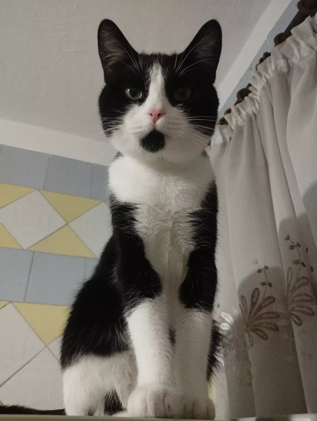 Mosya (Мося), male young Mixed Breed for adoption at Happy Paw Mykolaiv Oblast