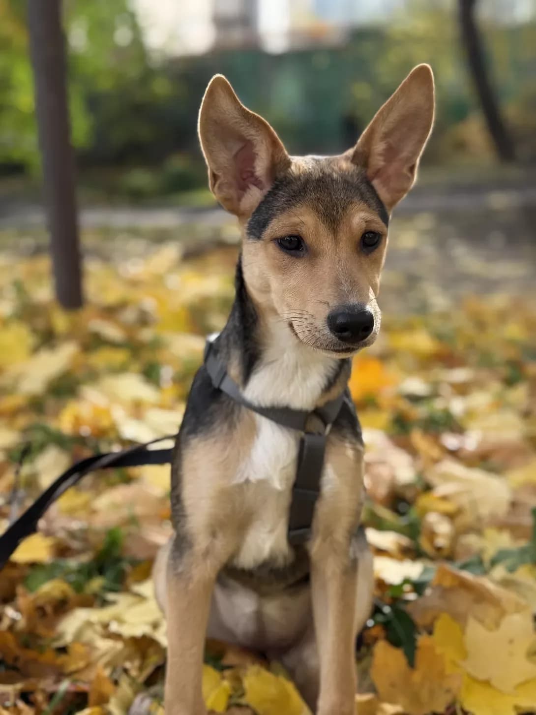 Bri (Брі), female puppy Mixed Breed for adoption at Happy Paw Kyiv
