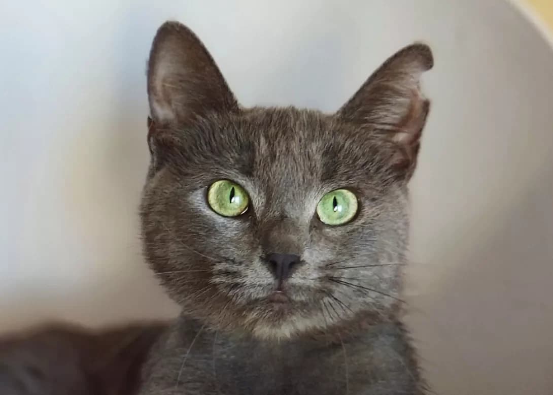 Milasha (Мілаша), Mixed Breed (Happy Paw Kyiv)