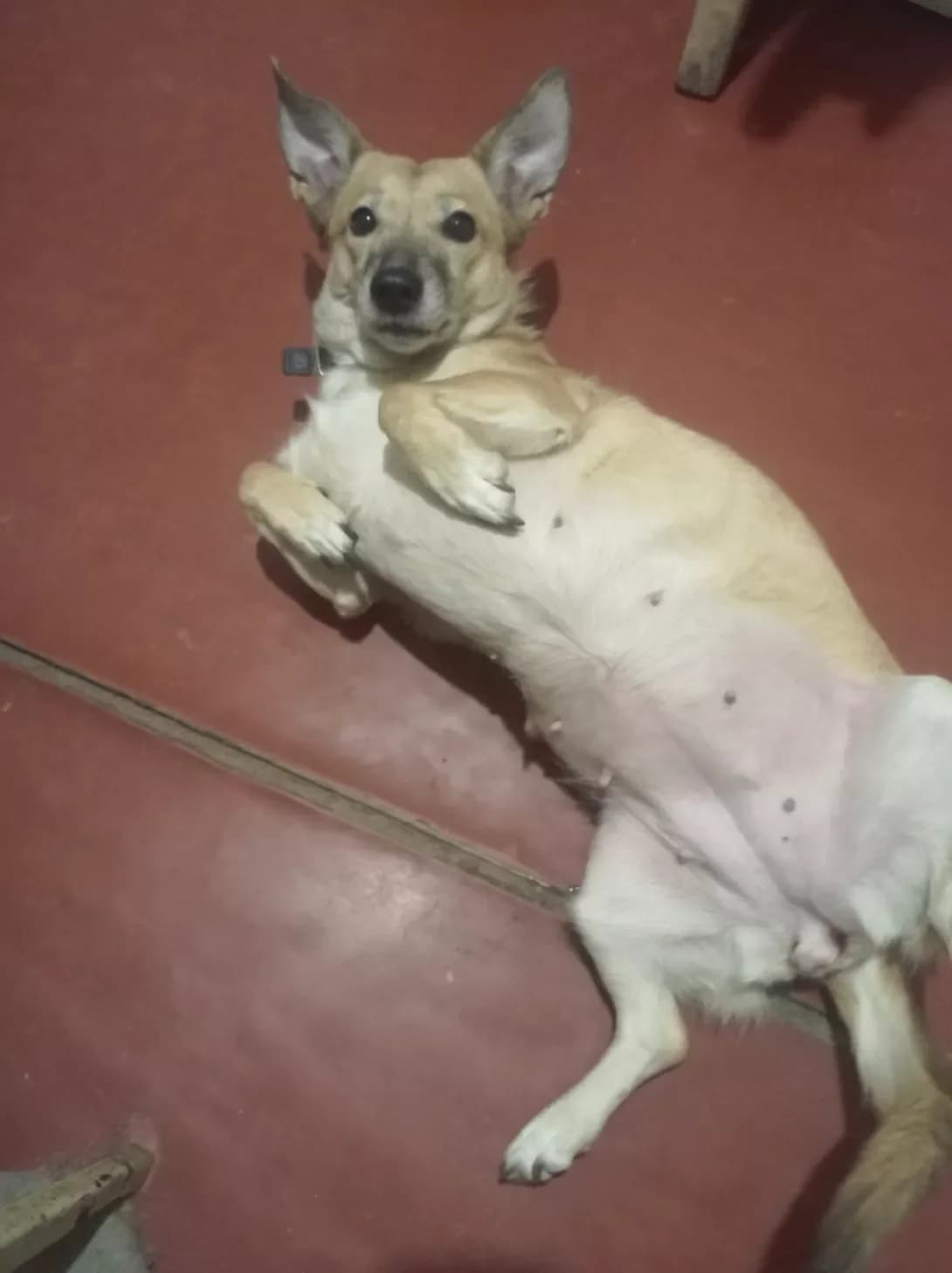 Mika (Міка), female senior Mixed Breed for adoption at Happy Paw Kyiv