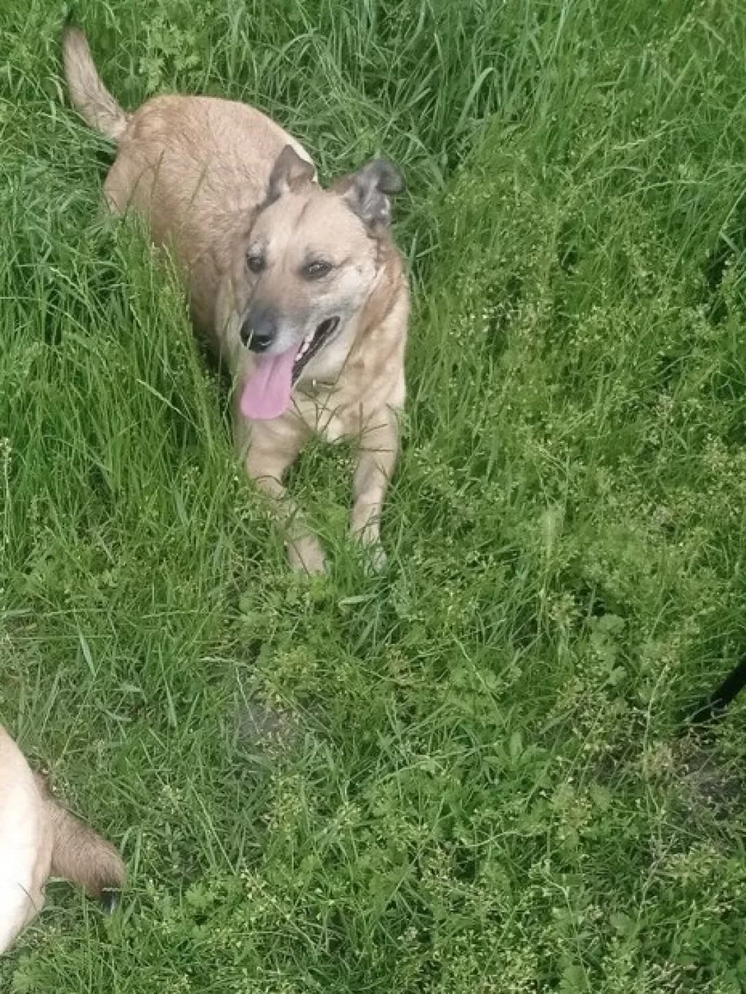 Asya (Ася), female senior Mixed Breed for adoption at Happy Paw Kyiv