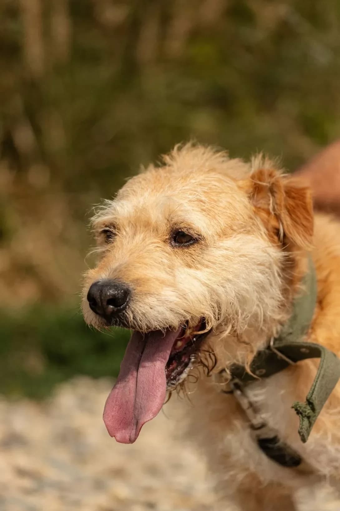 Ilay (Ілай), Mixed Breed (Happy Paw Ivano-Frankivsk Oblast)