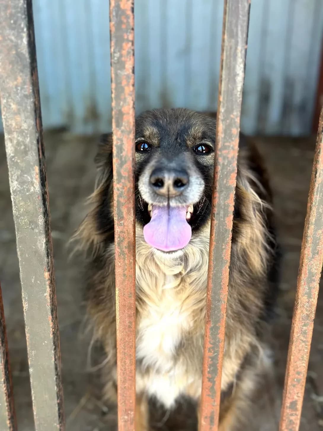 Ketti (Кетті), Mixed Breed (Happy Paw Ivano-Frankivsk Oblast)