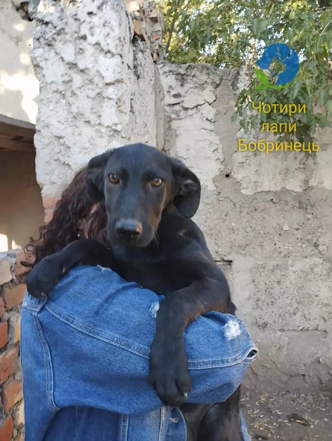 Vzhik (Вжик), male puppy Mixed Breed for adoption at Happy Paw Kirovohrad