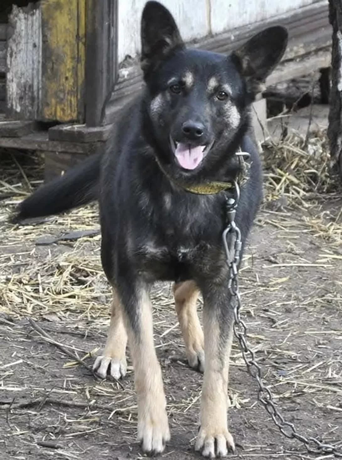 Amanda (Аманда), Mixed Breed (Happy Paw Dnipro)
