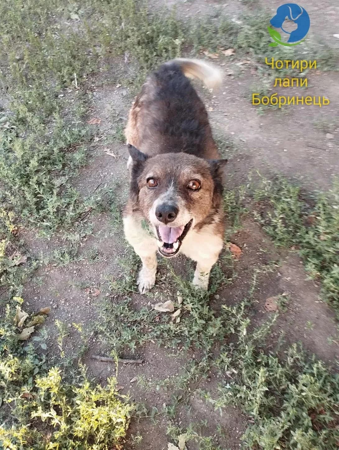 Lis (Лис), Mixed Breed (Happy Paw Kirovohrad)