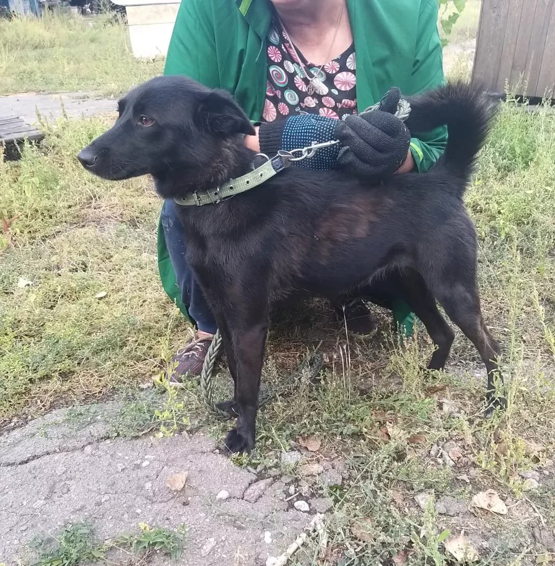Sonya (Соня), Mixed Breed (Happy Paw Dnipro)