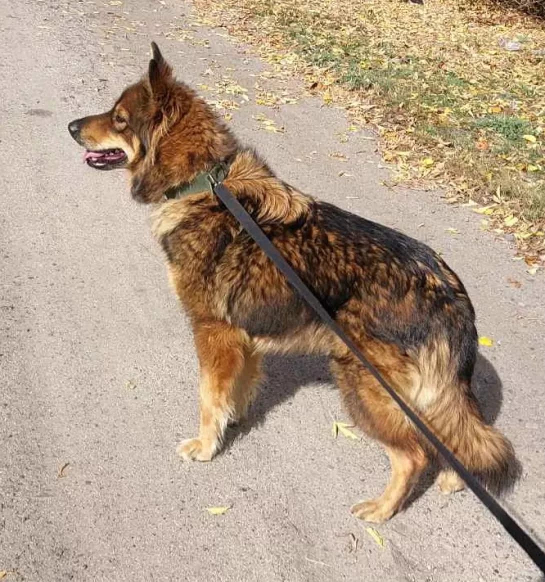 Dana (Дана), Mixed Breed (Happy Paw Dnipro)