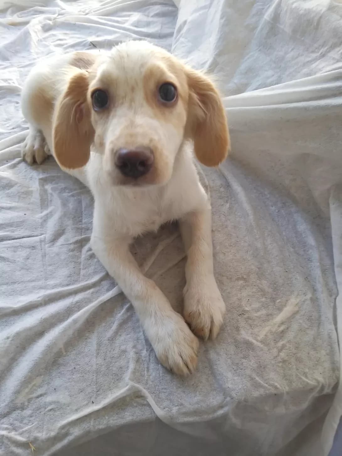 Murz (Мурз), male puppy Mixed Breed for adoption at Happy Paw Dnipro