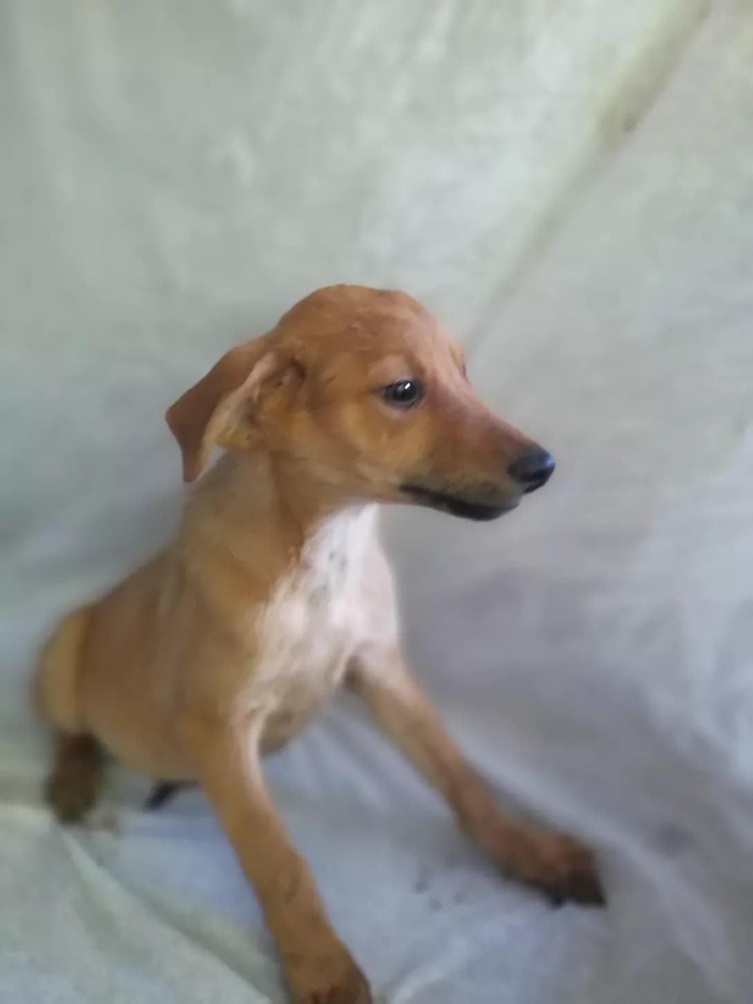 Rizhun (Рижун), male puppy Mixed Breed for adoption at Happy Paw Dnipro