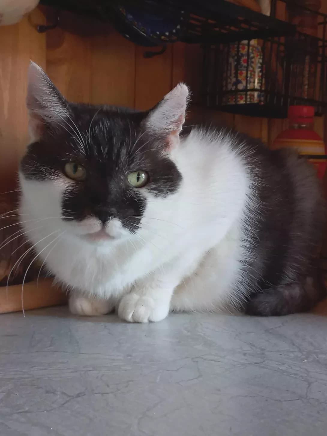 Bulochka (Булочка), female 6yo Mixed Breed for adoption at Happy Paw Zhytomyr Oblast