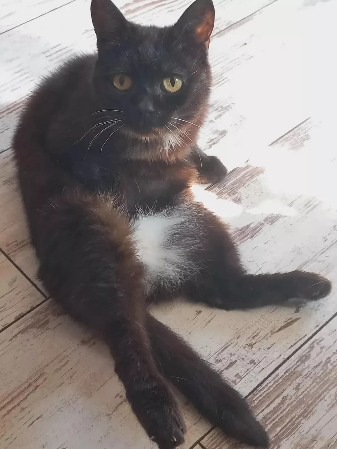 Kola (Кола), female 4yo Mixed Breed for adoption at Happy Paw Zhytomyr Oblast