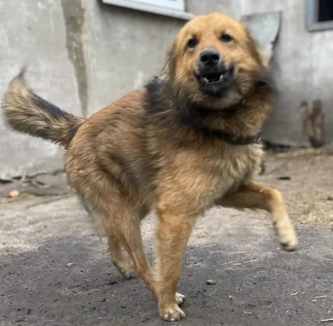 Pryanik (Пряник), Mixed Breed (Happy Paw Dnipro)