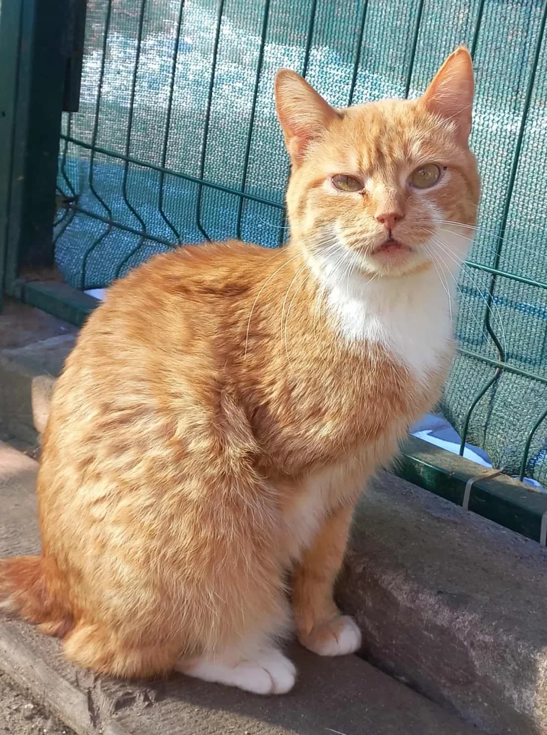 Levchik (Левчік), male 7yo Mixed Breed for adoption at Happy Paw Zhytomyr Oblast