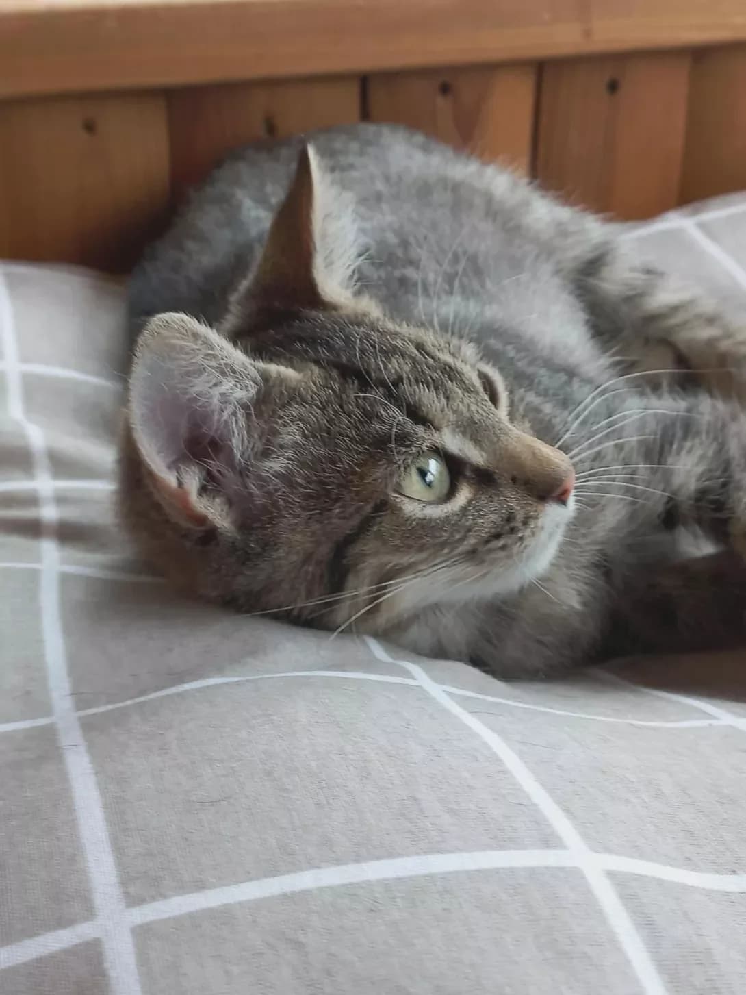 Shprotik (Шпротік), male puppy Mixed Breed for adoption at Happy Paw Zhytomyr Oblast