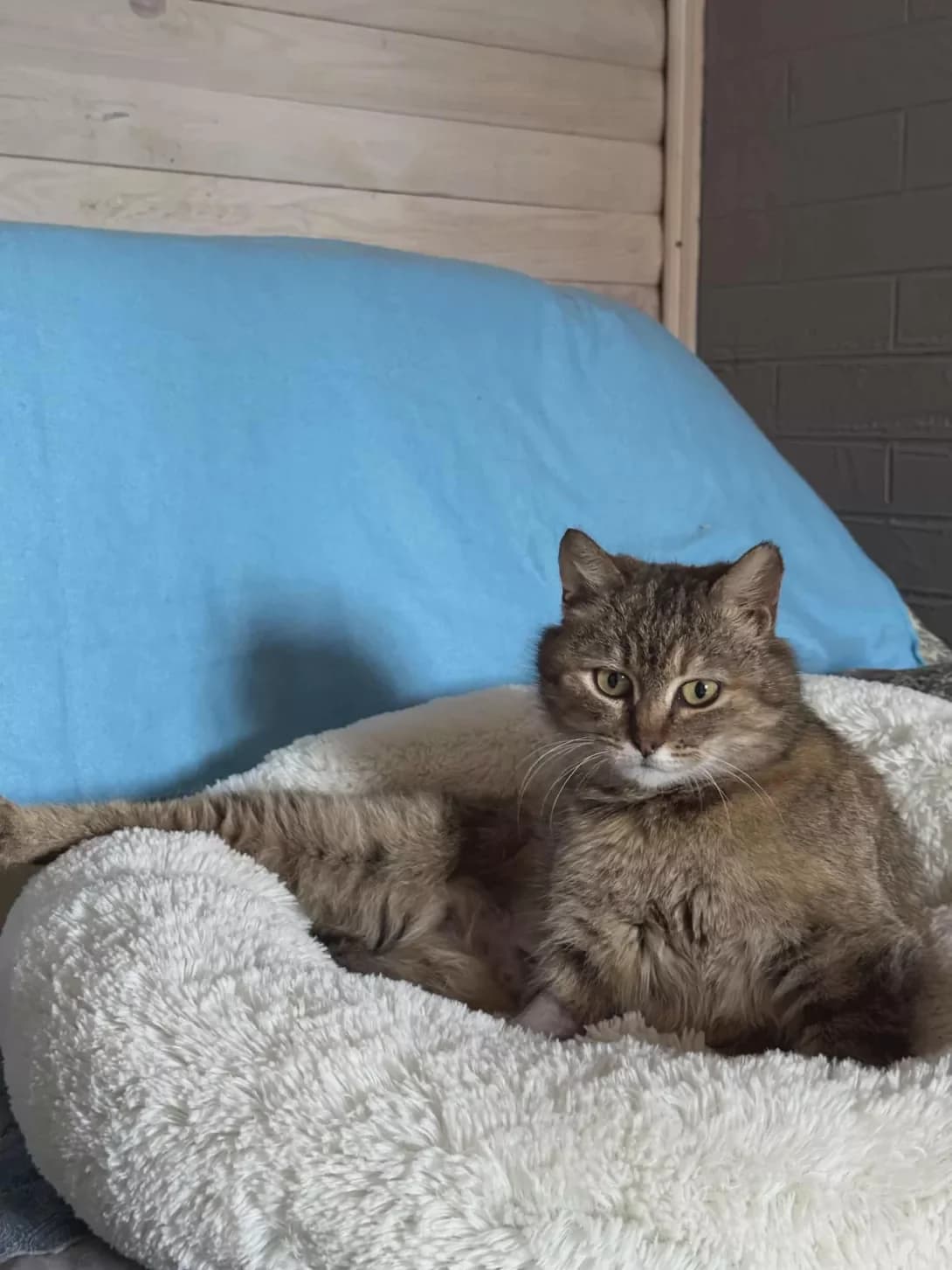 Masha (Маша), female 4yo Mixed Breed for adoption at Happy Paw Zhytomyr Oblast