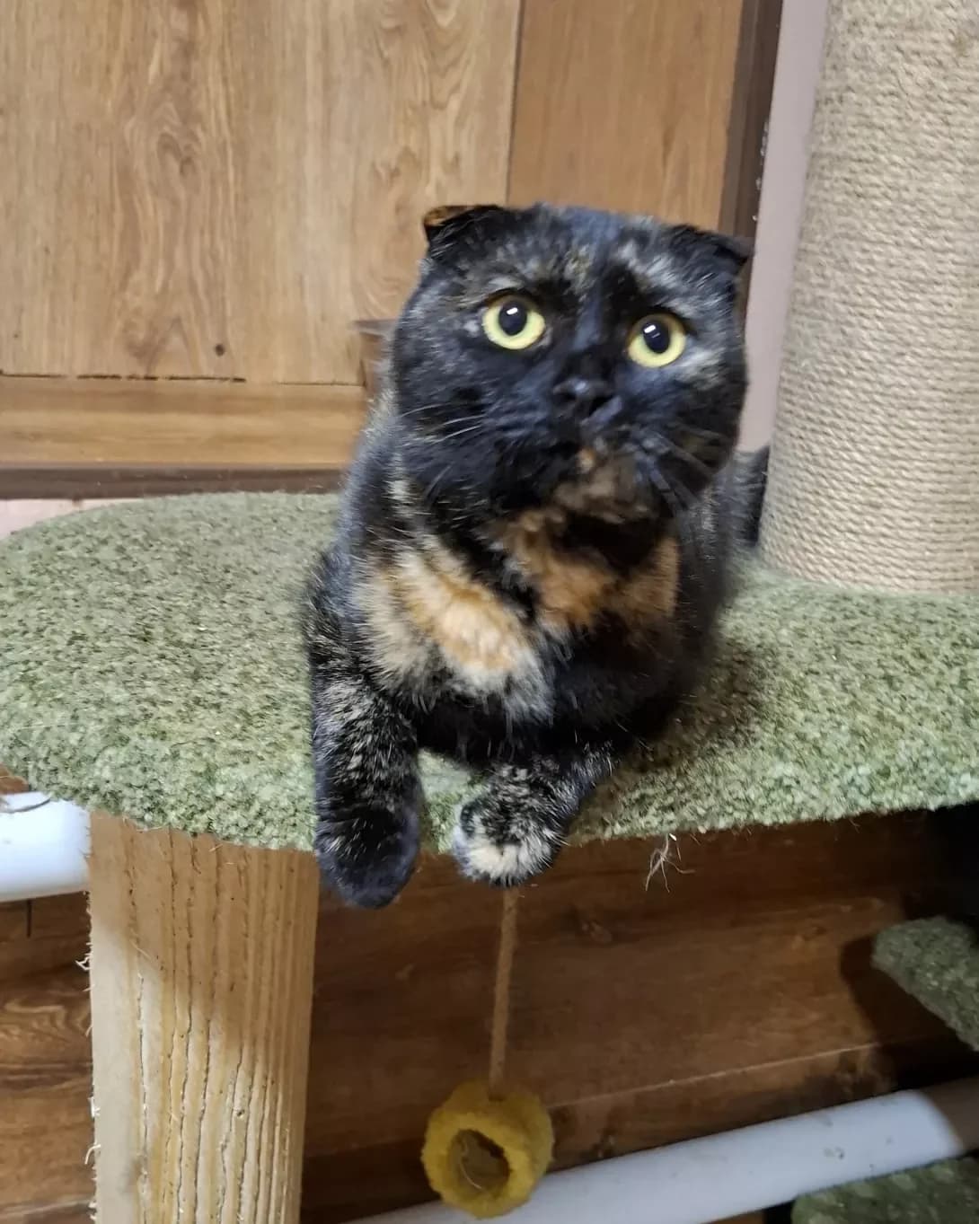 Vasilisa (Василиса), Mixed Breed (Happy Paw Dnipro)