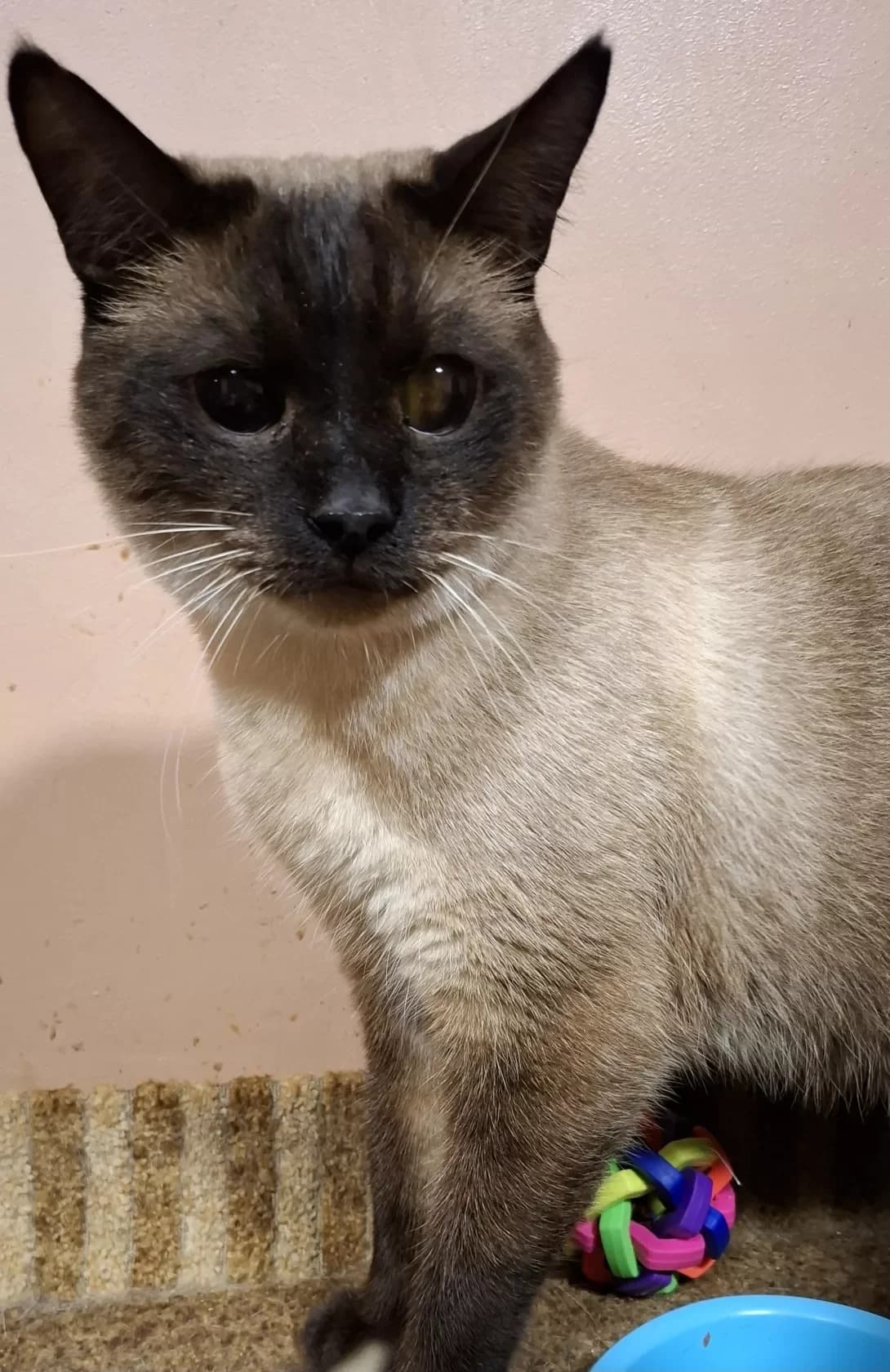 Tom (Том), Mixed Breed (Happy Paw Dnipro)