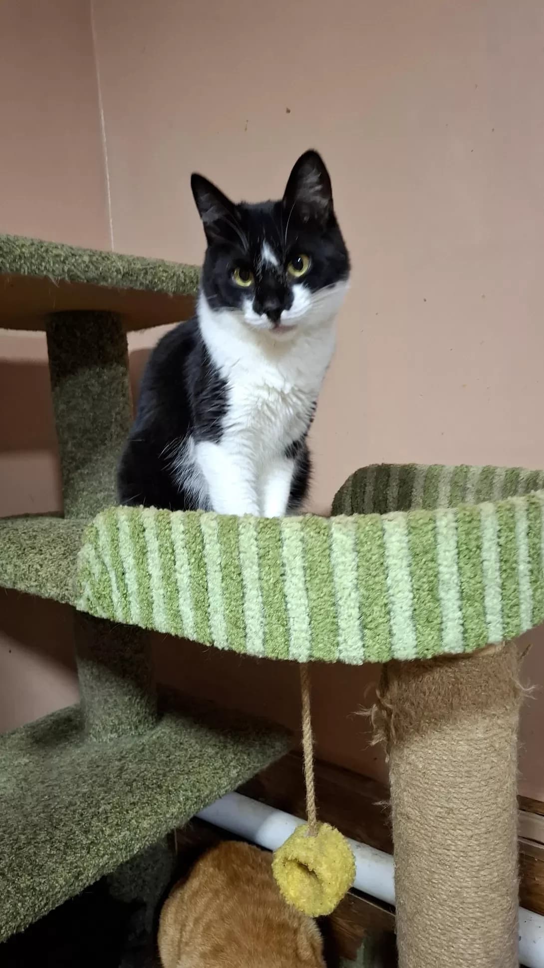 Buba (Буба), Mixed Breed (Happy Paw Dnipro)