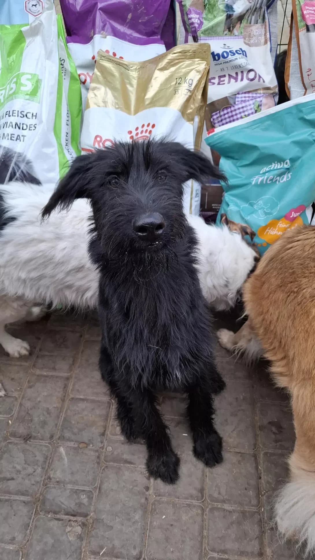 Zhasmin (Жасмін), Mixed Breed (Happy Paw Dnipro)
