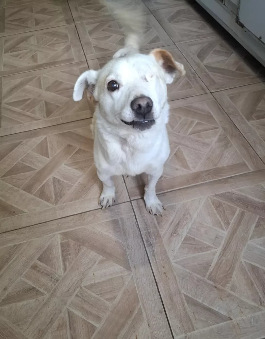 Dimka (Дімка), Mixed Breed (Happy Paw Dnipro)