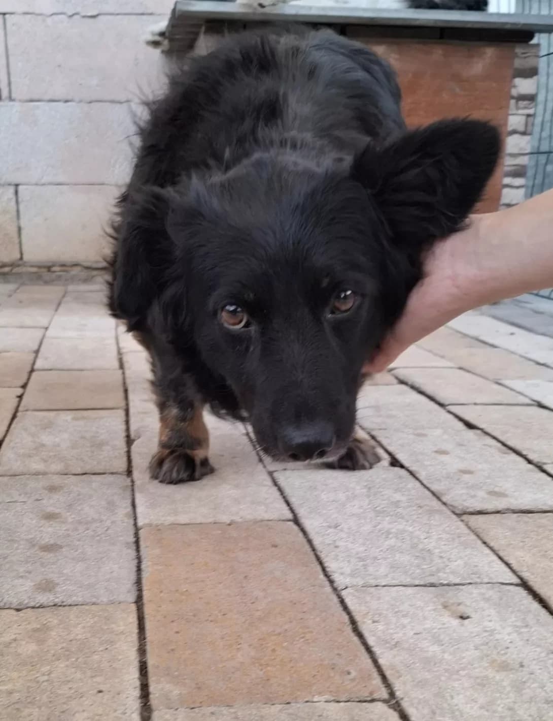 Lina (Ліна), Mixed Breed (Happy Paw Dnipro)