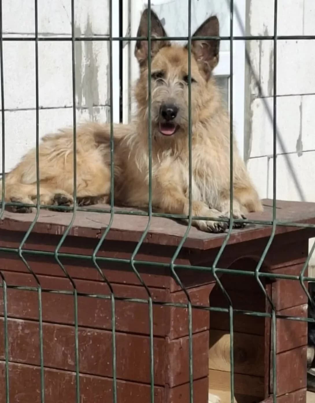 Lyusya (Люся), Mixed Breed (Happy Paw Dnipro)