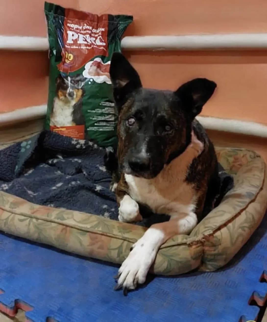Deniska (Дениска), Mixed Breed (Happy Paw Dnipro)