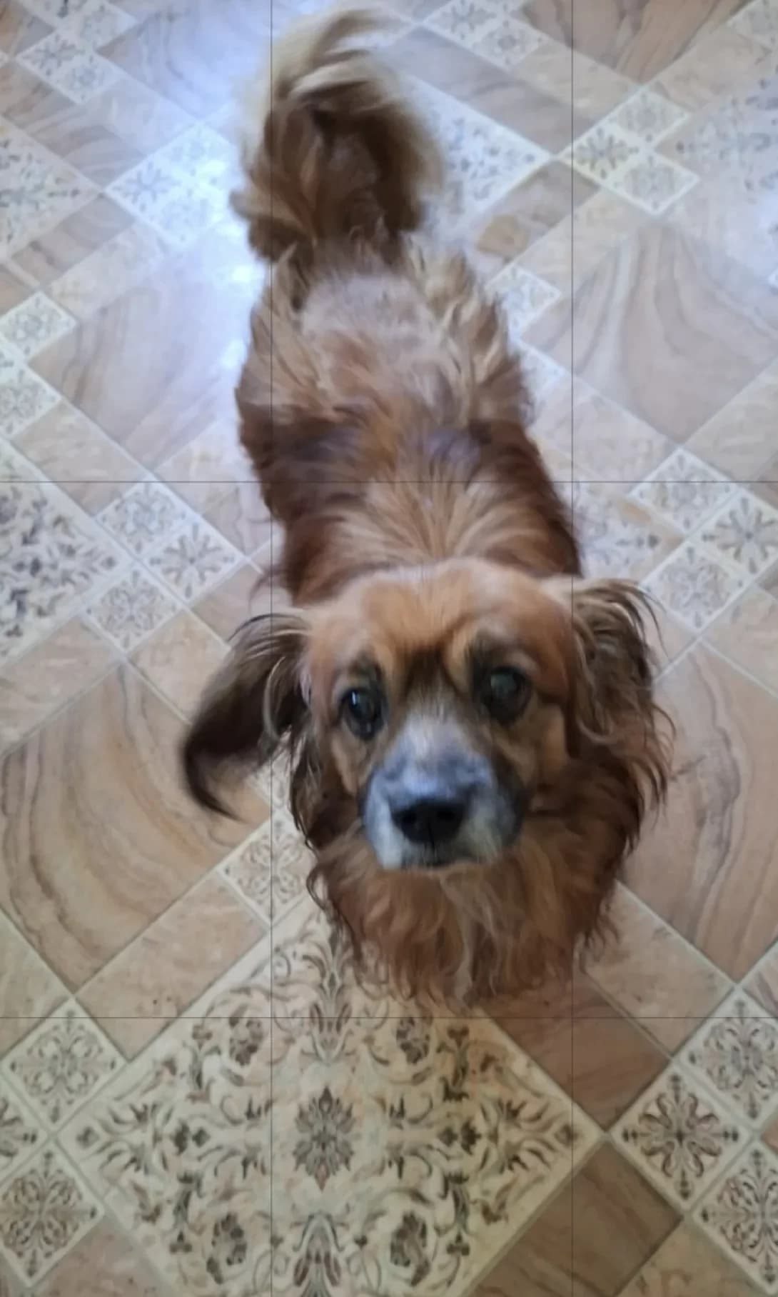 Dzhoni (Джоні), Mixed Breed (Happy Paw Dnipro)