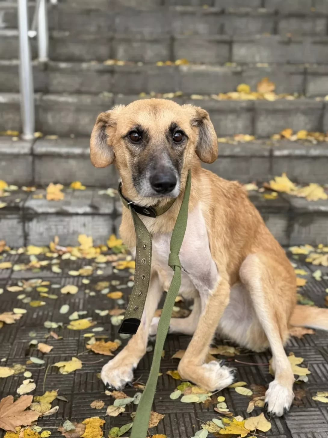 Amigo (Аміго), Mixed Breed (Happy Paw Dnipro)