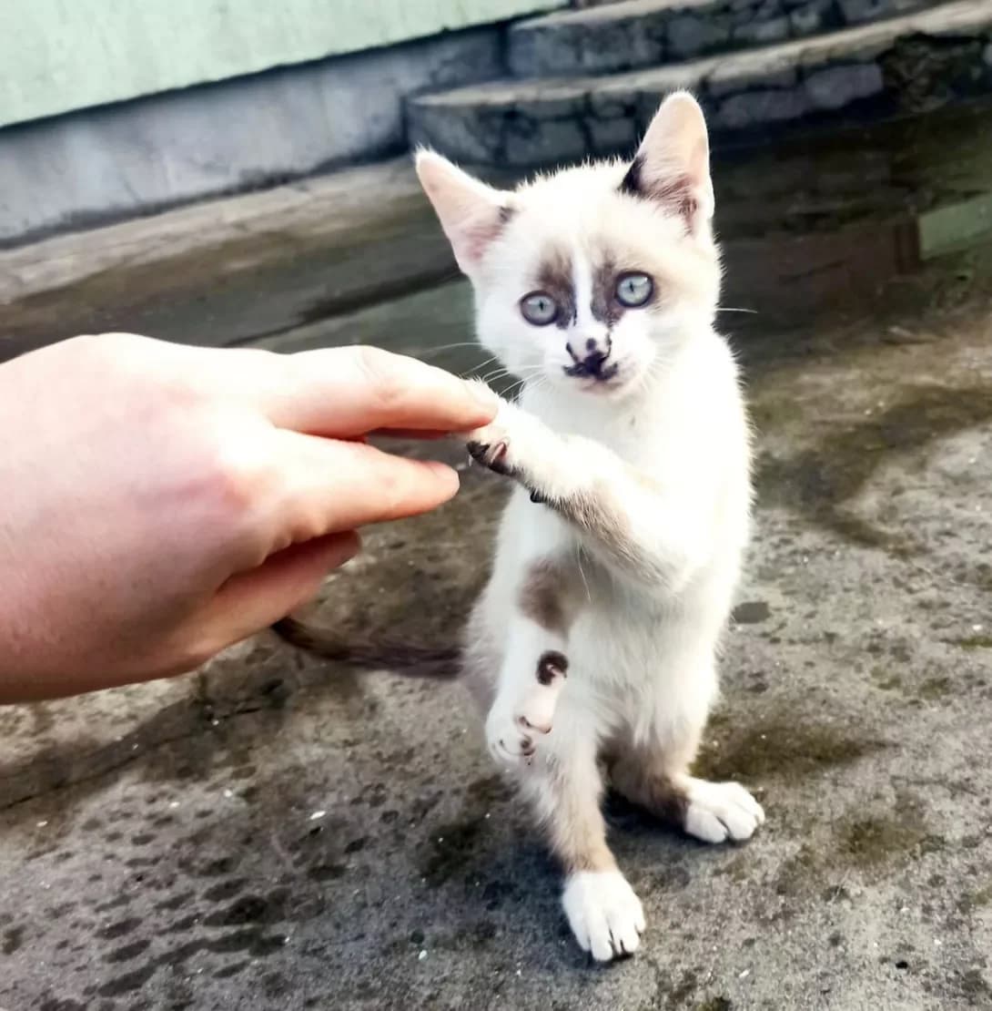 Krosh (Крош), Mixed Breed (Happy Paw Kyiv)