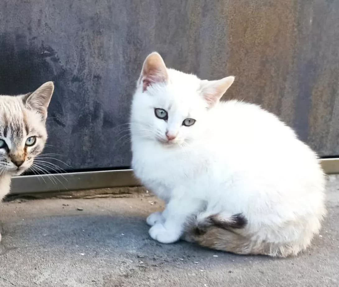Ketrin (Кетрін), Mixed Breed (Happy Paw Kyiv)