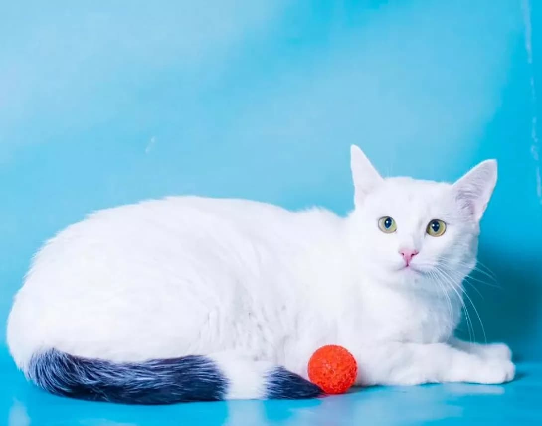 Vanilka (Ванілька), Mixed Breed (Happy Paw Kyiv)