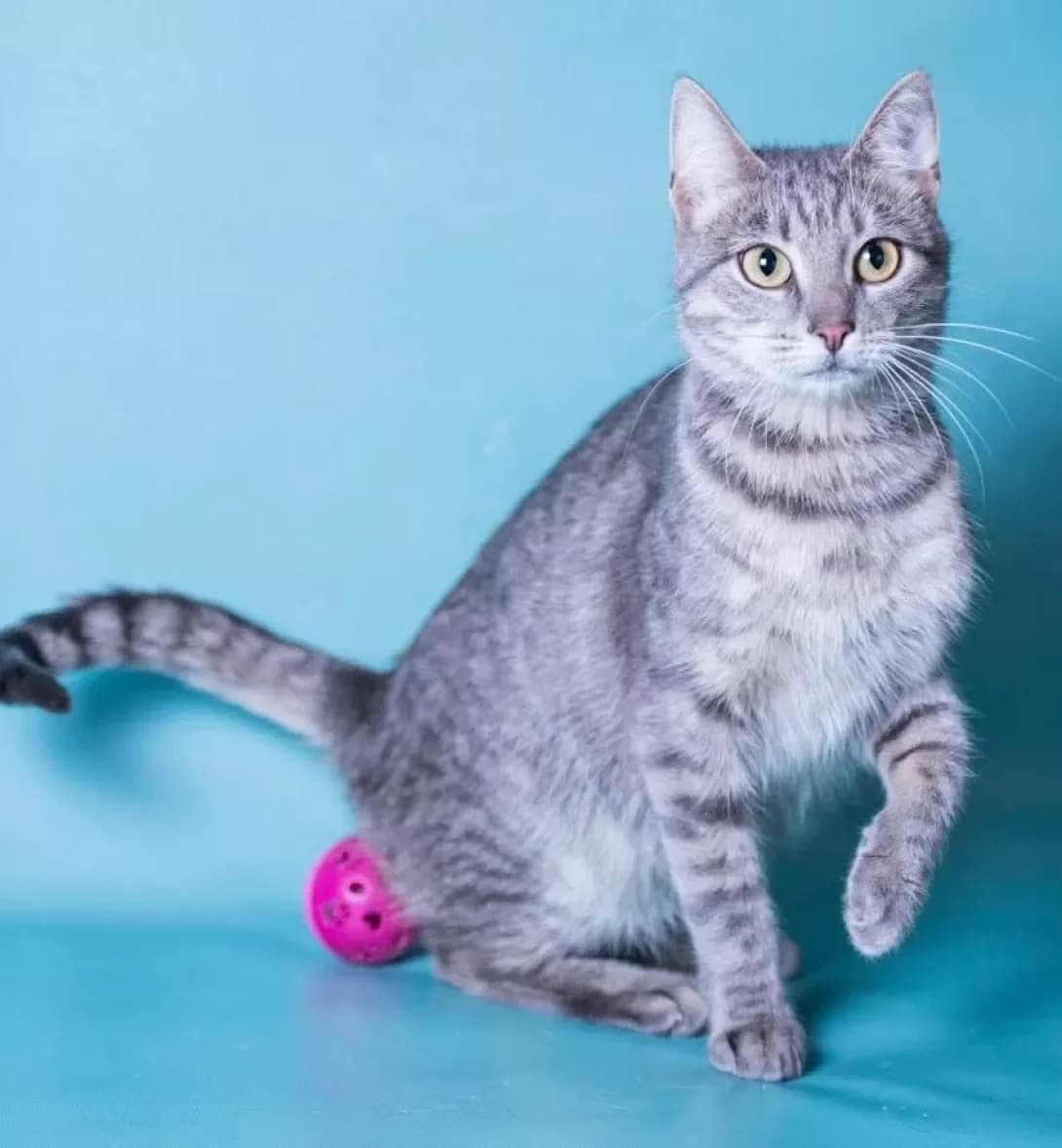 Lora (Лора), Mixed Breed (Happy Paw Kyiv)
