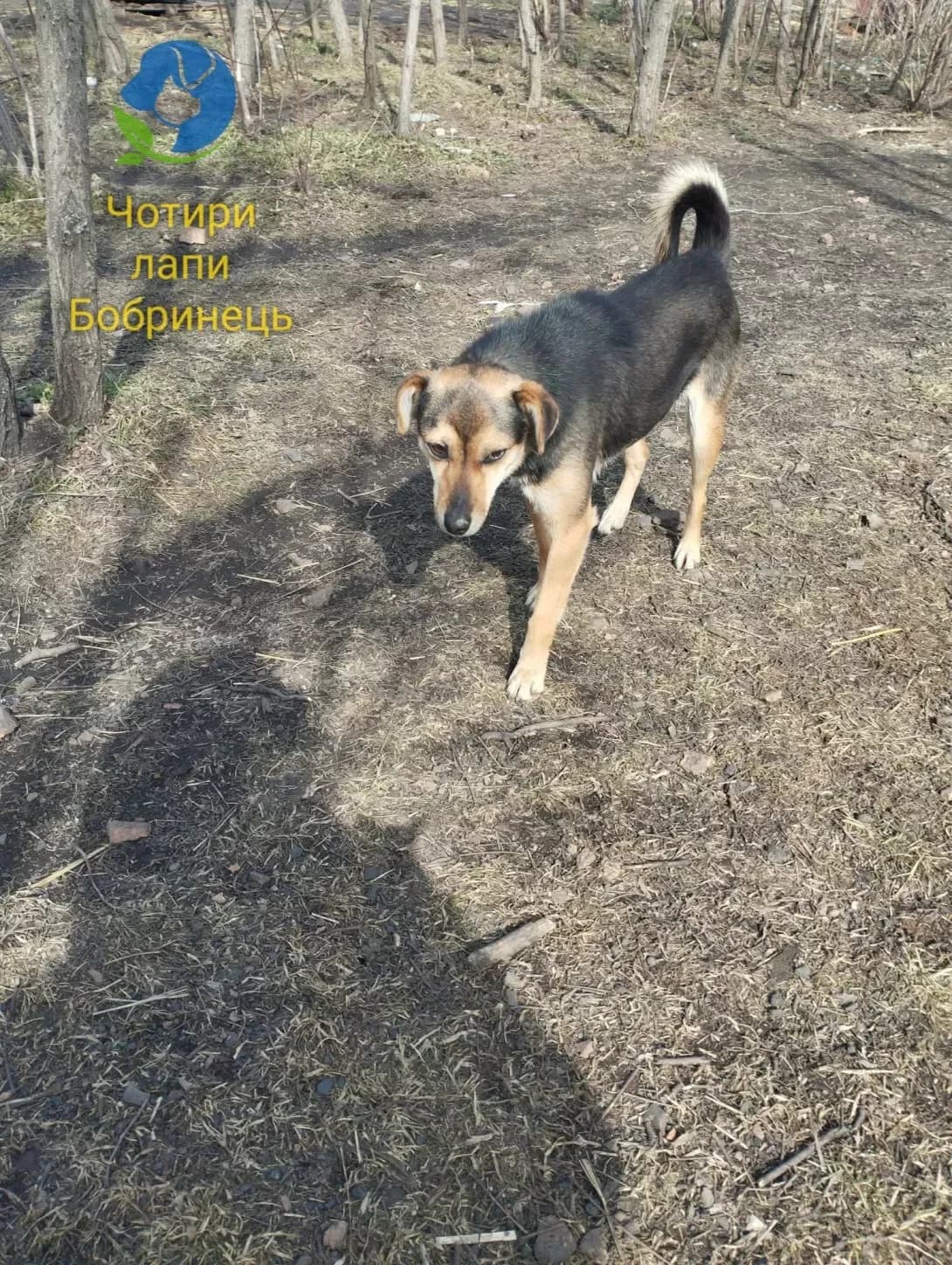 Luna (Луна), Mixed Breed (Happy Paw Kirovohrad)