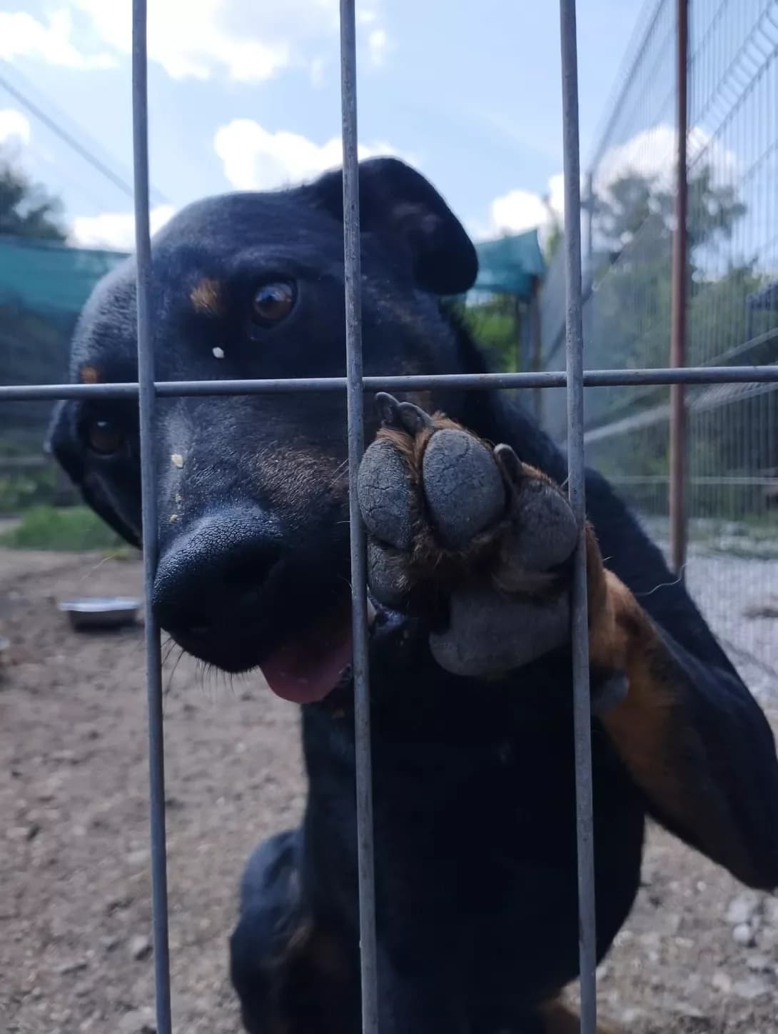 Kendi (Кенді), Mixed Breed (Happy Paw Kirovohrad)