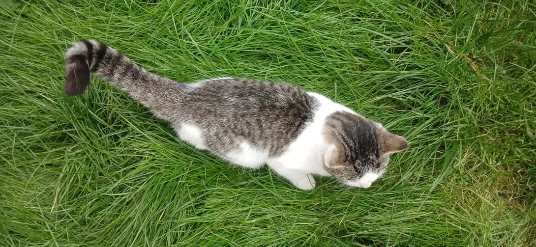 Triksi (Трикси), Mixed Breed (Happy Paw Kyiv Oblast)