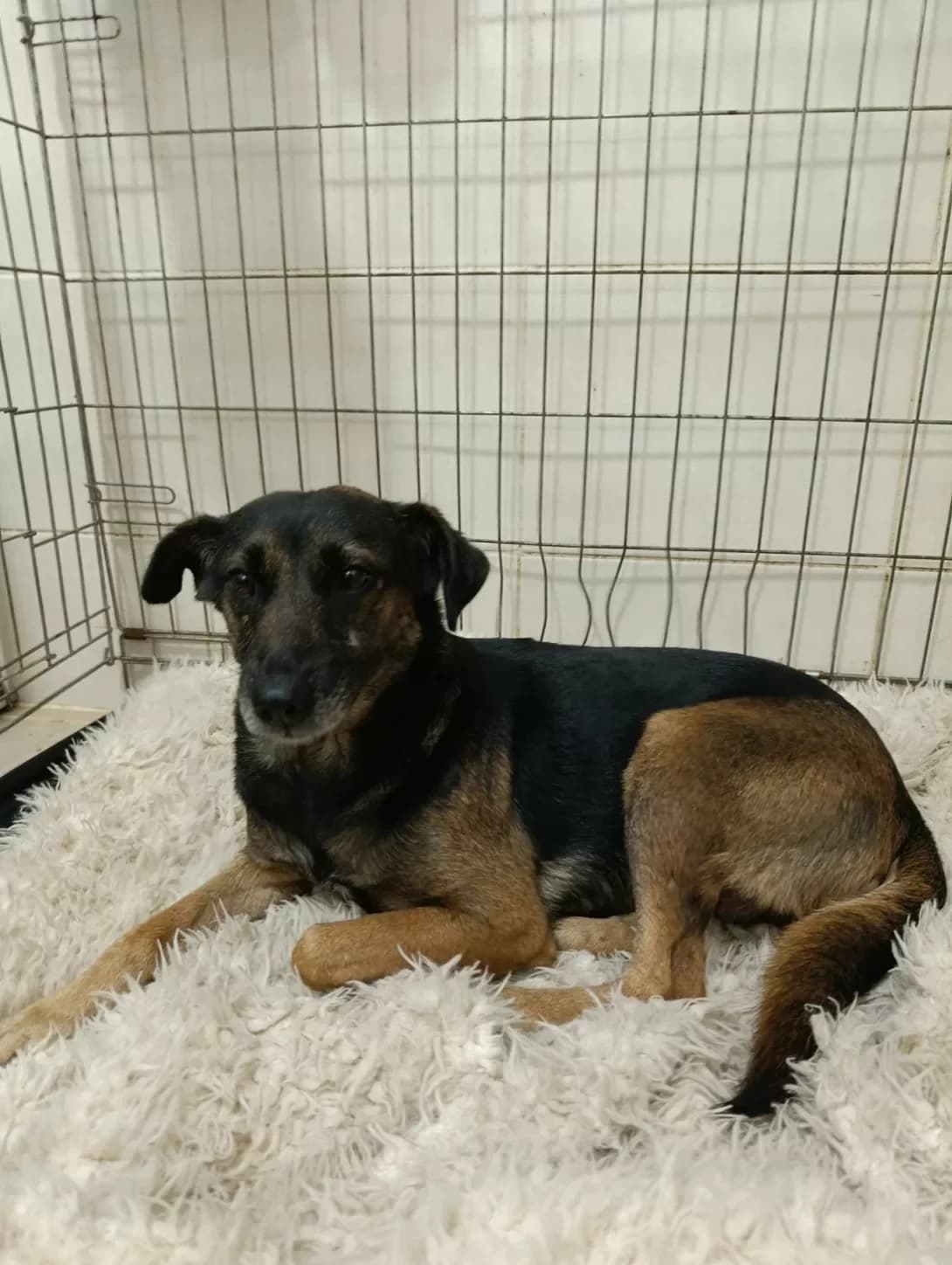 Karolina (Кароліна), Mixed Breed (Happy Paw Ivano-Frankivsk Oblast)