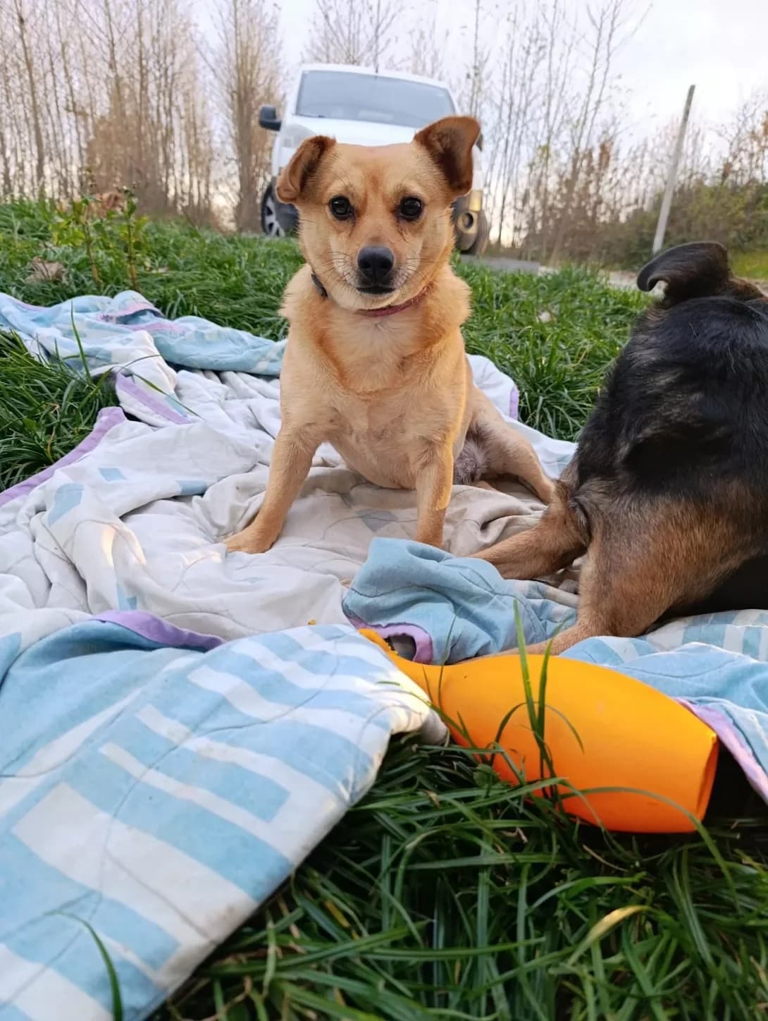 Duska (Дуська), Mixed Breed (Happy Paw Ivano-Frankivsk Oblast)