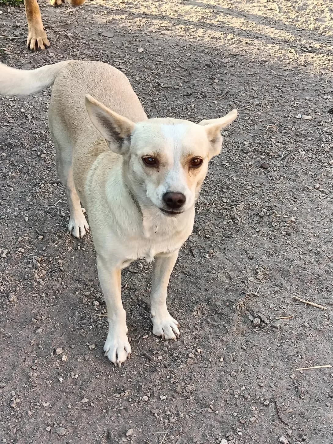 Grusha (Груша), female 4yo Mixed Breed for adoption at Happy Paw Lviv