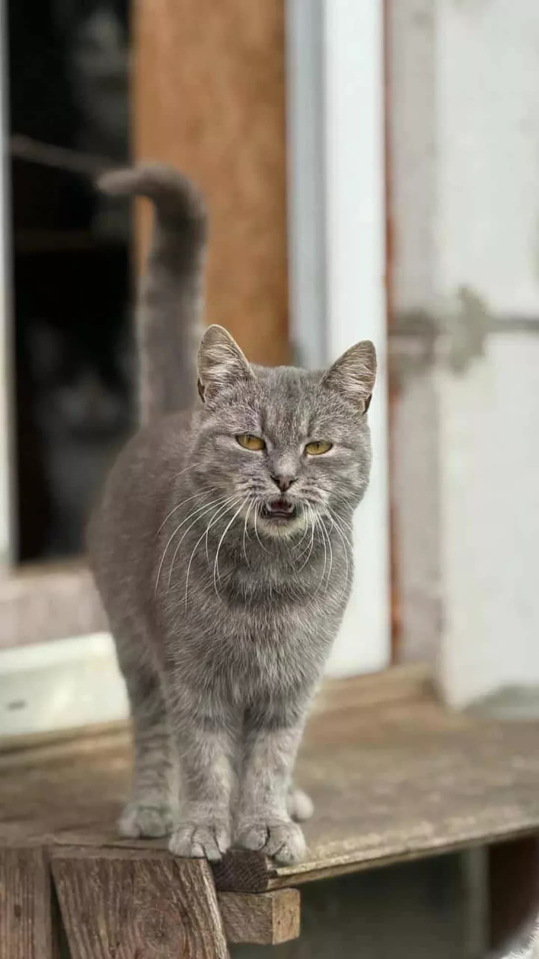 Mishka (Мишка), female 3yo Mixed Breed for adoption at Happy Paw Zhytomyr Oblast