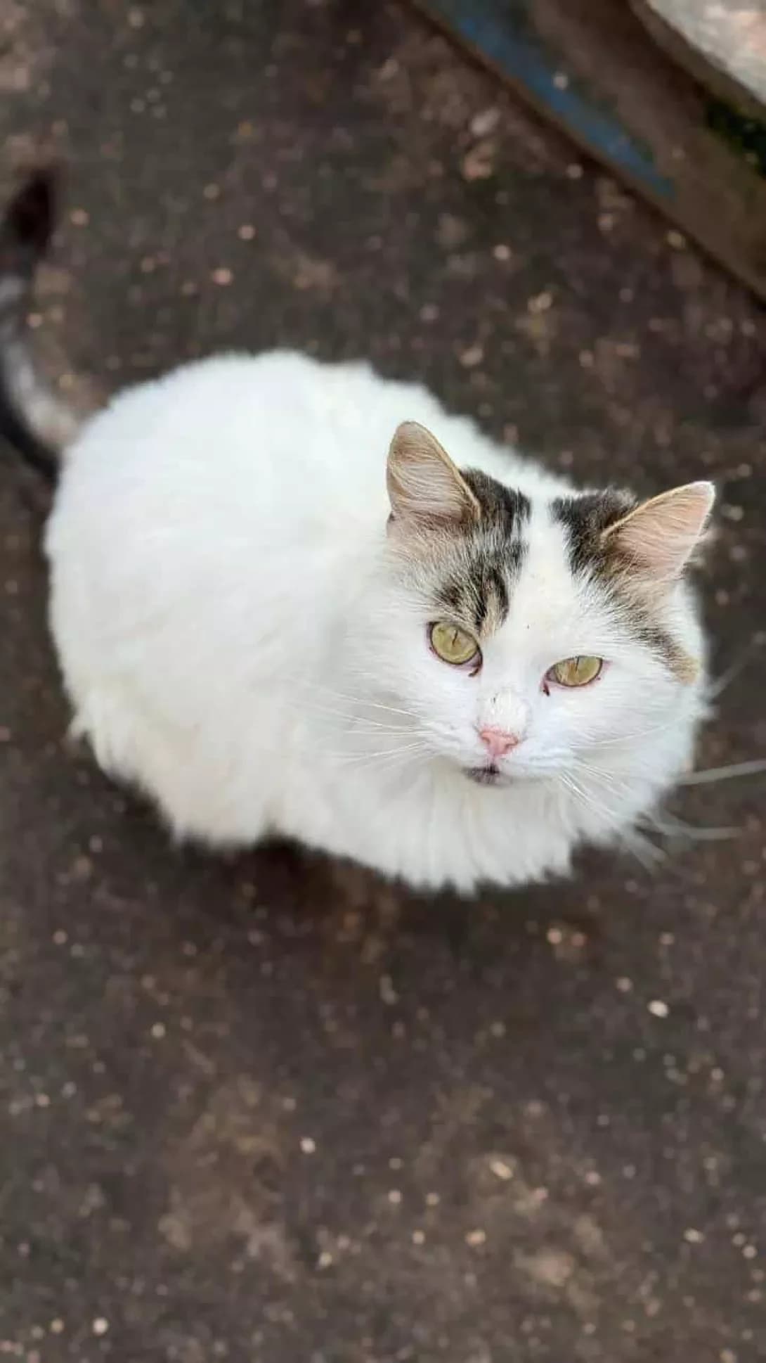 Pukh (Пух), male 4yo Mixed Breed for adoption at Happy Paw Zhytomyr Oblast