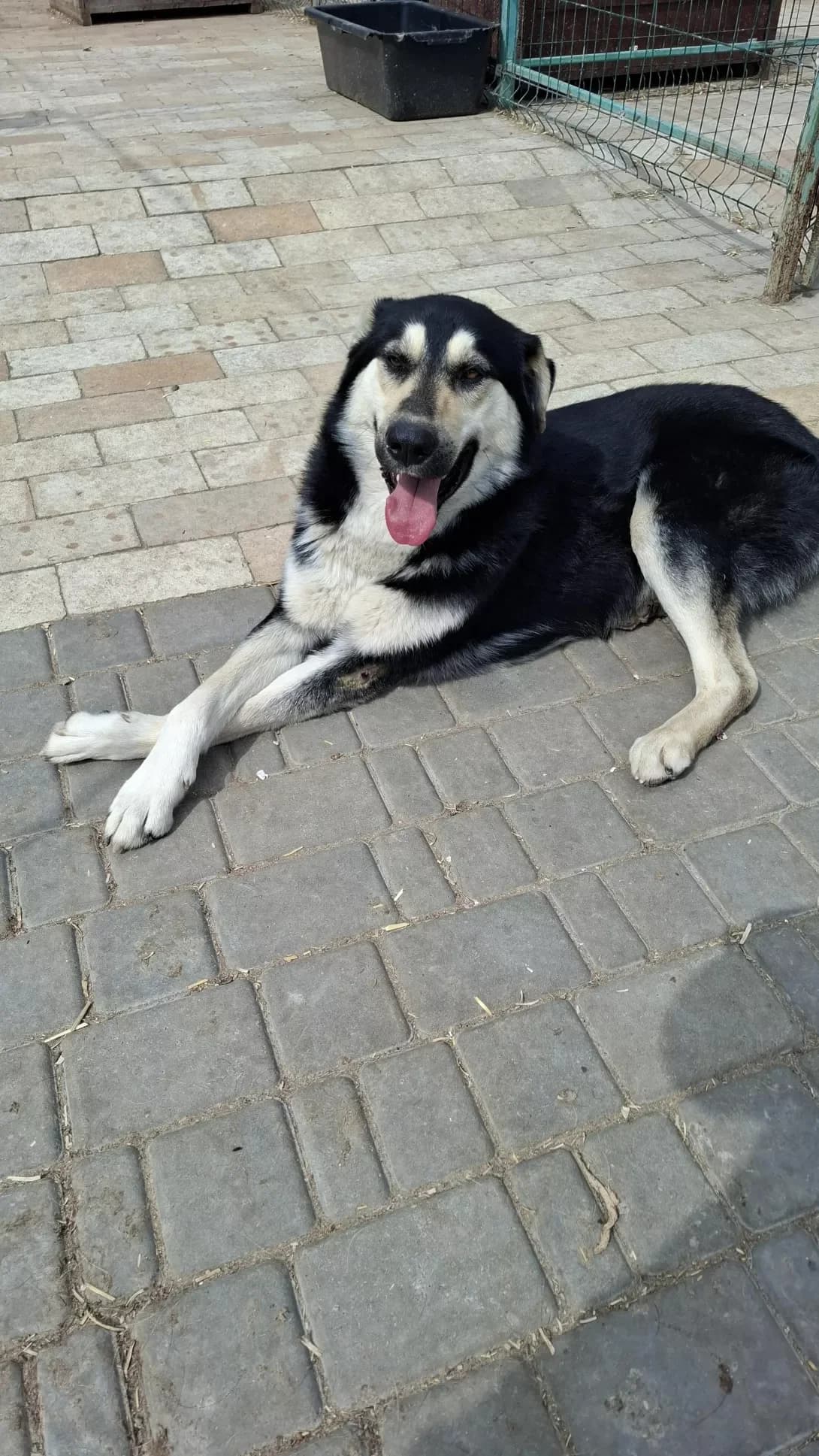 Bruno (Бруно), Mixed Breed (Happy Paw Dnipro)