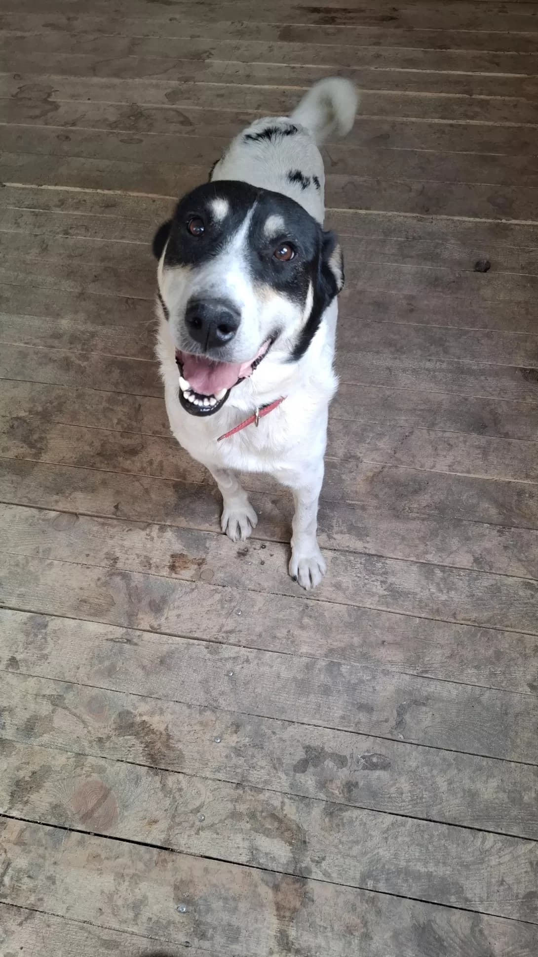 Baron (Барон), Mixed Breed (Happy Paw Dnipro)